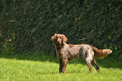 Étalon Petit Epagneul de Münster - Vedette Du Bas Des Crêtes