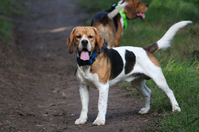 Étalon Beagle - de l'echo de castel boloi Ruby