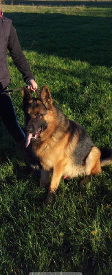 Étalon Berger Allemand - Mon chien Titre Initial