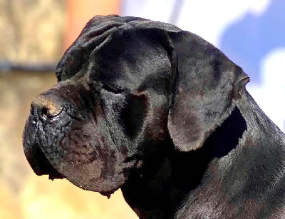 Étalon Cane Corso - Mithra Dei Molossi Aretusei