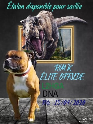 Étalon Staffordshire Bull Terrier - Mon chien Elite Offside
