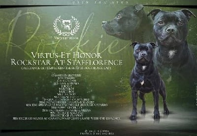 Étalon Staffordshire Bull Terrier - CH. Virtus Et Honor Rockstar at stafflorence