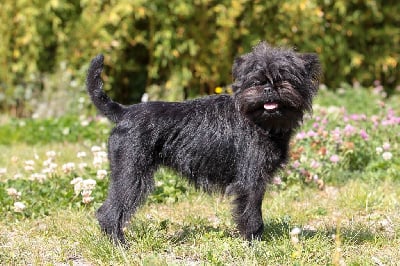 Étalon Affenpinscher - Tsarine Sweeties Doggies