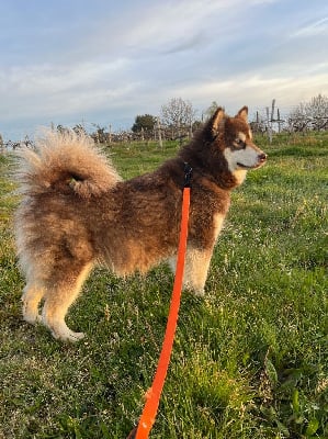 Étalon Alaskan Malamute - asolfr Saskatchewan