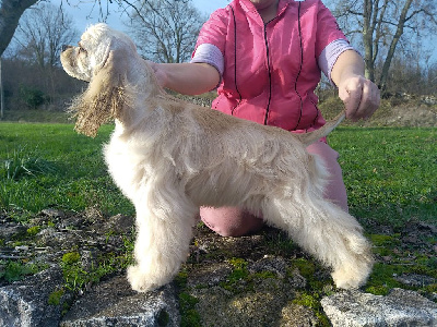 Étalon American Cocker Spaniel - delonji grand Jardin de-fleurs