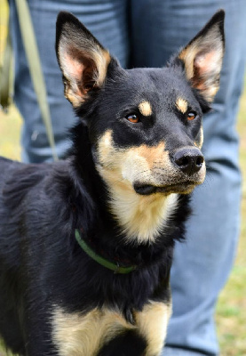 Étalon Australian Kelpie - Budawang Tennessee