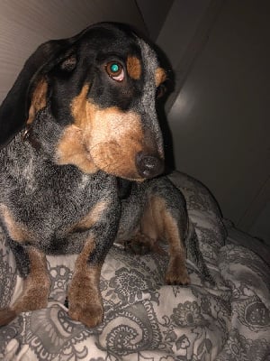 Étalon Basset bleu de Gascogne - Thelma de la maison d'Omer