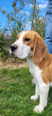 Étalon Beagle - Sable d'or Des Courants De La Selle