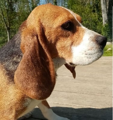 Étalon Beagle - Romance Du Moulin De Champiré