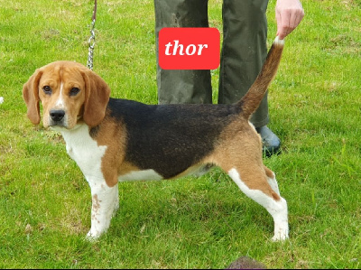 Étalon Beagle - Thor Du Domaine Des Loups Mer