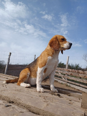 Étalon Beagle - Tiana (Sans Affixe)