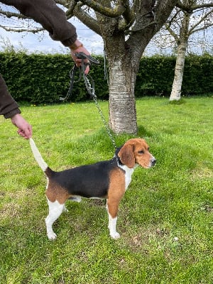 Étalon Beagle - Ranyard De La Motte Bientquoise