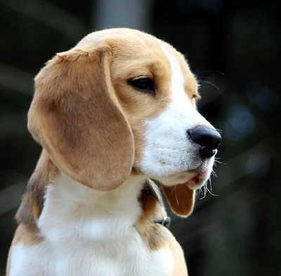 Étalon Beagle - Trompette Des Chasseurs Du Temps