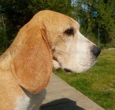 Étalon Beagle - CH. Olympe Du Moulin De Champiré