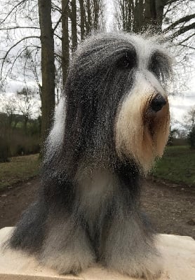 Étalon Bearded Collie - Oz Of Pure Magic Wood