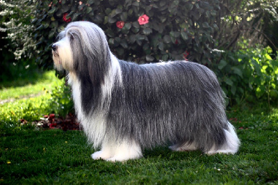 Étalon Bearded Collie - CH. farmarens High expectations