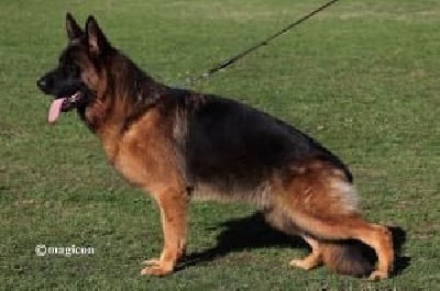 CH. Ugos parc à mitrailles