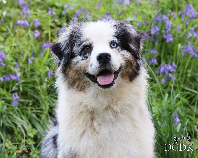 Étalon Berger Australien - Octopussy du chemin des korrigans