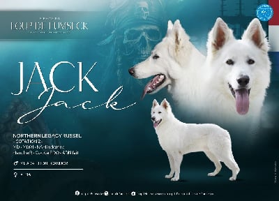 Étalon Berger Blanc Suisse - northern legacy Russel dit jack