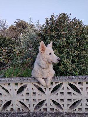 Étalon Berger Blanc Suisse - CH. Sweety du plateau ardennais