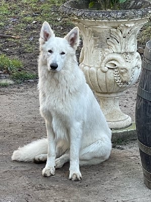 Étalon Berger Blanc Suisse - Sheriff s tar De La Truffe Du Clos