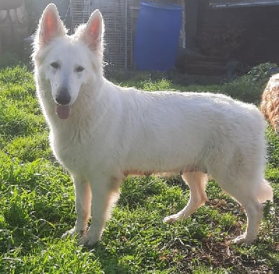 Étalon Berger Blanc Suisse - Race du Domaine de Nox'well