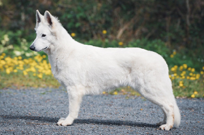 Étalon Berger Blanc Suisse - Supernova s queoma du Loup de la Vieille Eglise