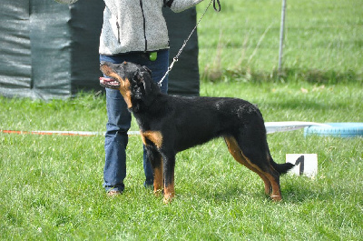Étalon Berger de Beauce - Valerianella Du Feu Du Bonheur