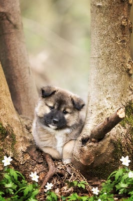 Étalon Berger islandais - Secret Valley Wendi