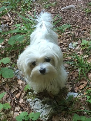 Étalon Bichon maltais - Pia Du domaine de la furka