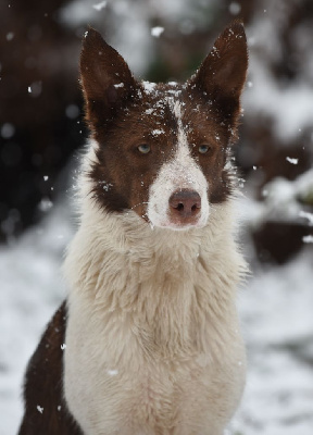 Étalon Border Collie - Trooper des Culmines