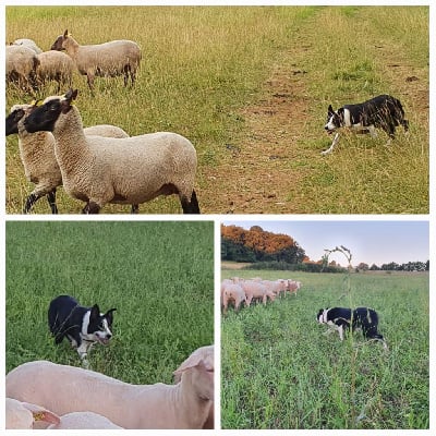 Étalon Border Collie - Oban (Sans Affixe)