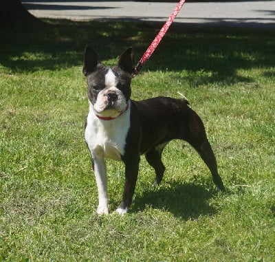 Étalon Boston Terrier - Tora De La Source Des Rochettes