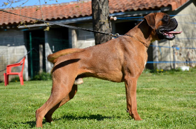 Étalon Boxer - Snoopy De La Vallée Des Borderies}