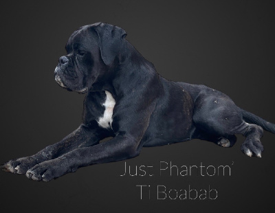 Étalon Boxer - Just Phantom Ti baobab