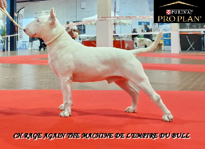 Étalon Bull Terrier - CH. Rage again the machine de l'Empire du Bull