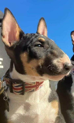 Étalon Bull Terrier - Trick or treat Uptown girl