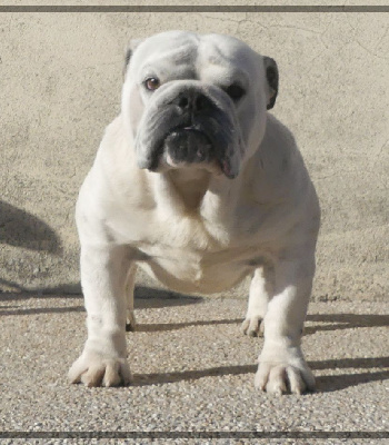 Étalon Bulldog Anglais - Sully irish king of hearts De la Cour des Molosses