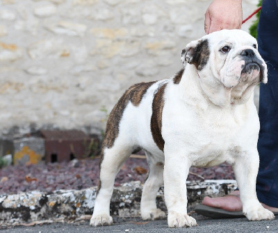 Étalon Bulldog Anglais - fat puppy's World wide