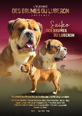 Étalon Bulldog continental - Saïko Des Brumes Du Luberon