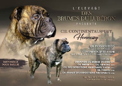 Étalon Bulldog continental - CH. continentalspirit Hennessy}