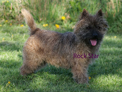 Étalon Cairn Terrier - Rock star de la vallée Caid