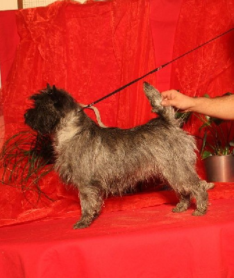 Étalon Cairn Terrier - Nito-gly du Harpouy D'Auzan
