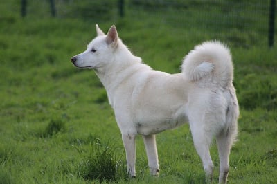 Étalon Canaan Dog - Moon Of Starlight Snow white