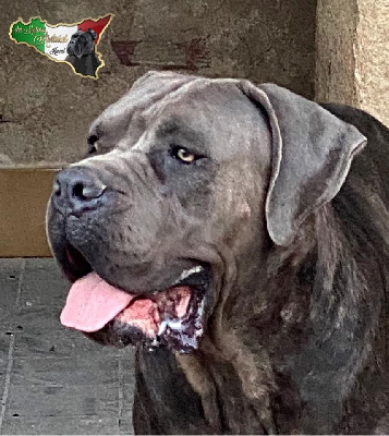 Étalon Cane Corso - Perla Dei Molossi Aretusei