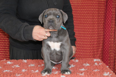 Étalon Cane Corso - Shana Des Gardiens Du Livradois