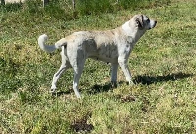 Étalon Cao de Gado Transmontano - Odyssée Du Haras Du Paty