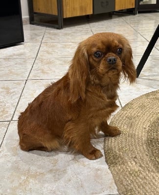 Étalon Cavalier King Charles Spaniel - sunday Caramel beurre sale