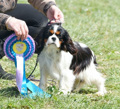 Étalon Cavalier King Charles Spaniel - Tesla Du Castel Des Petits Coeurs