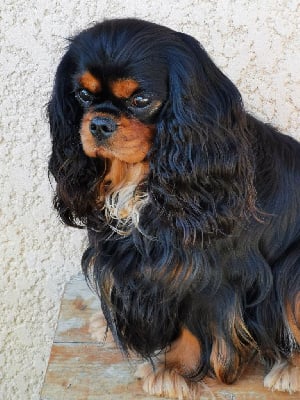 Étalon Cavalier King Charles Spaniel - Scandal de Pink'Paradise